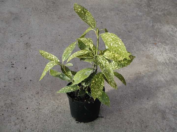 Aucuba japonica 40cm - BIO